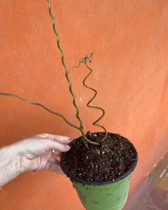 Giunco spirale pianta juncus effusus spiralis