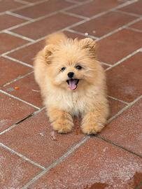 Pomapoo cucciola / Pomerania barboncino toy