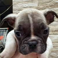 Bull dog francese