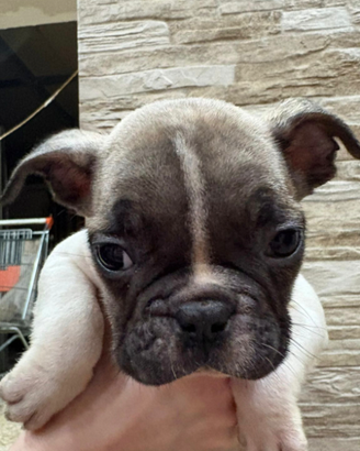 Bull dog francese