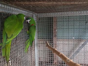 Pappagallo Ara Nobils