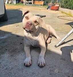 Pitbull taglia piccola