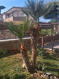 Pianta di palma 