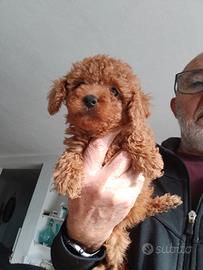 Barboncini Toy e Nanetti