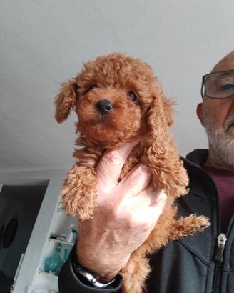 Barboncini Toy e Nanetti