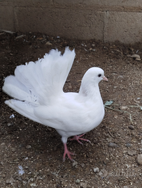 Colombe pavoncelle docili