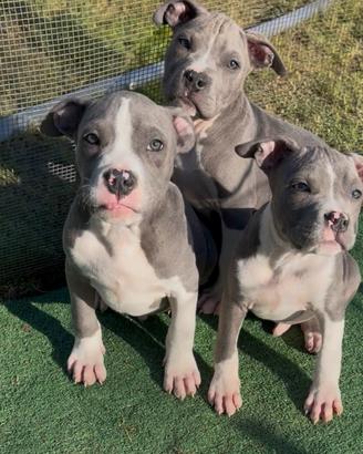 Amstaff