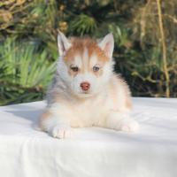 Siberian Husky maschio bianco e rosso