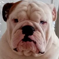 Bulldog inglese accoppiamento