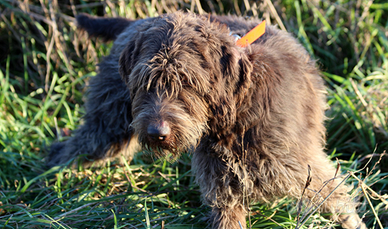 Griffon Korthals pronta caccia