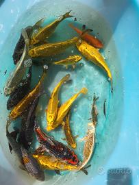 Carpe koi