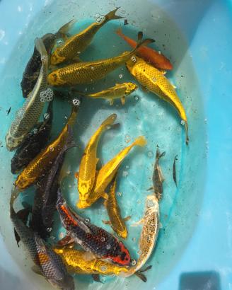 Carpe koi
