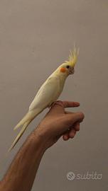 Calopsita lutina allevata a mano appena svezzata