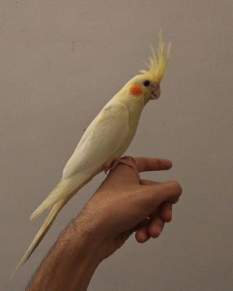 Calopsita lutina allevata a mano appena svezzata