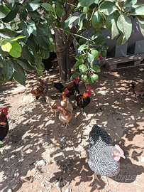 Amrok , marans, mugellese