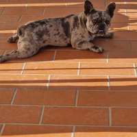 Bulldog francese