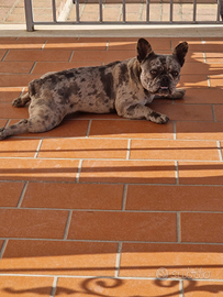Bulldog francese
