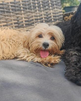 Maltipoo cuccioli linea coreana