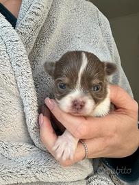 Chihuahua con pedigree pelo lungo