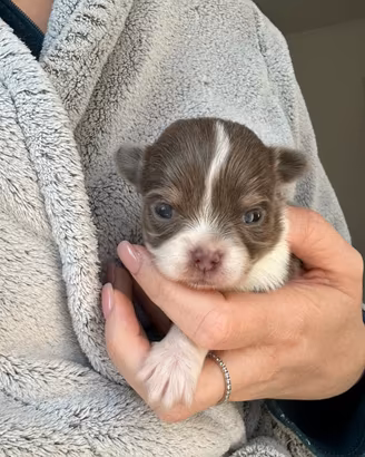 Chihuahua con pedigree pelo lungo