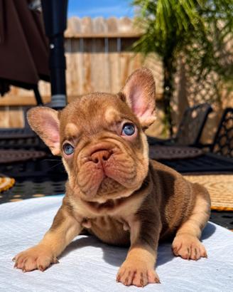 Bulldog francese