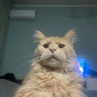 Femmina Maine Coon 5 anni