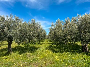 Uliveto Nocellara del Belice