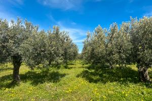 Uliveto Nocellara del Belice