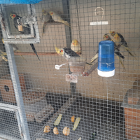 Calopsite compresa voliera