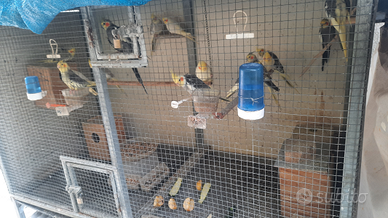 Calopsite compresa voliera