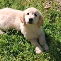 Golden retriever con pedigree enci femmina
