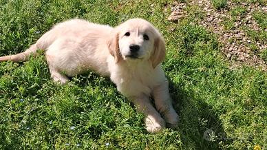 Golden retriever con pedigree enci femmina