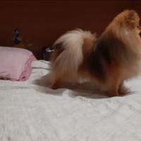 Spitz di pomerania