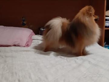 Spitz di pomerania