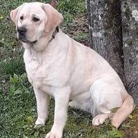 Labrador femmina adulta