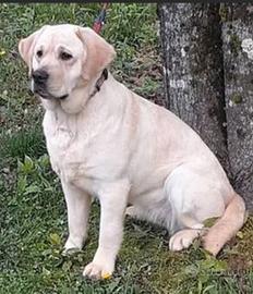 Labrador femmina adulta