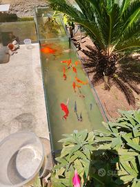 Carpa koi e oranda xxl