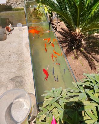 Carpa koi e oranda xxl