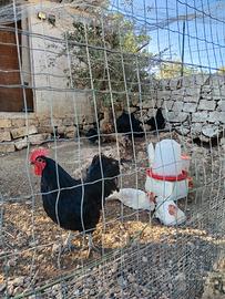 2 galli australorp