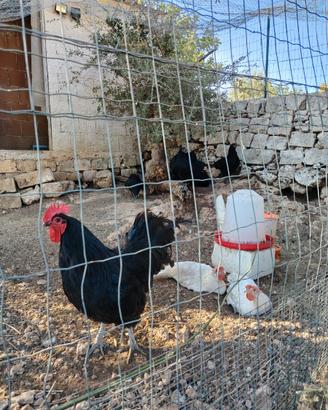 2 galli australorp