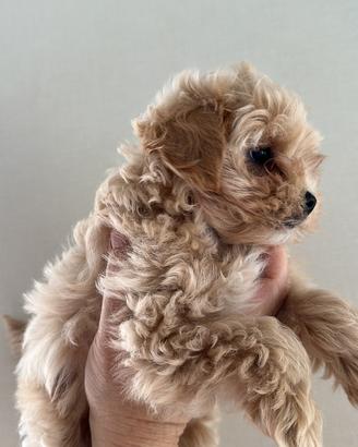 Maltipoo maschietto e femmina