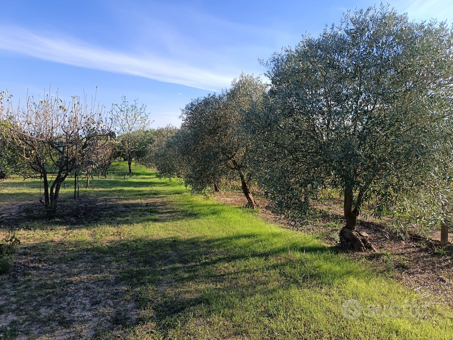 Terreno agricolo piantumato - Vista 4