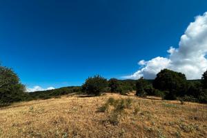 Terreno agricolo a Cesarò (ME)