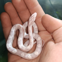 Serpenti del grano