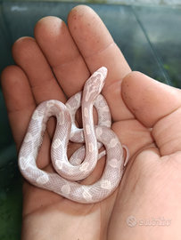 Serpenti del grano