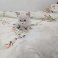 Cuccioli sacro di Birmania