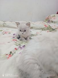 Cuccioli sacro di Birmania