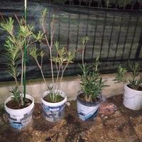 piantine di oleandro