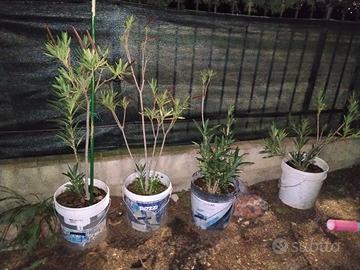 piantine di oleandro