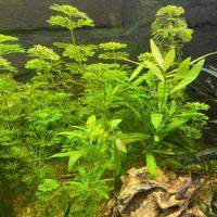 Limnophila sessiliflora pianta per acquario